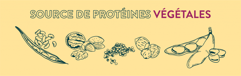 Sources de protéines végétales 