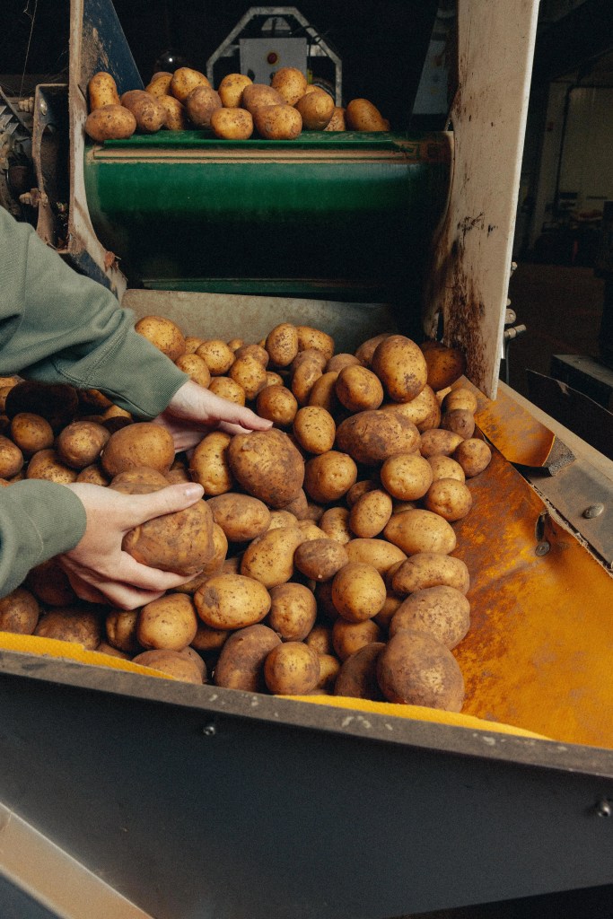 Les pommes du terre du producteur pour Seazon mouvement farm to table